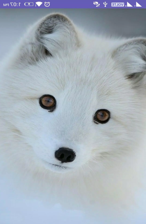 Polar Fox